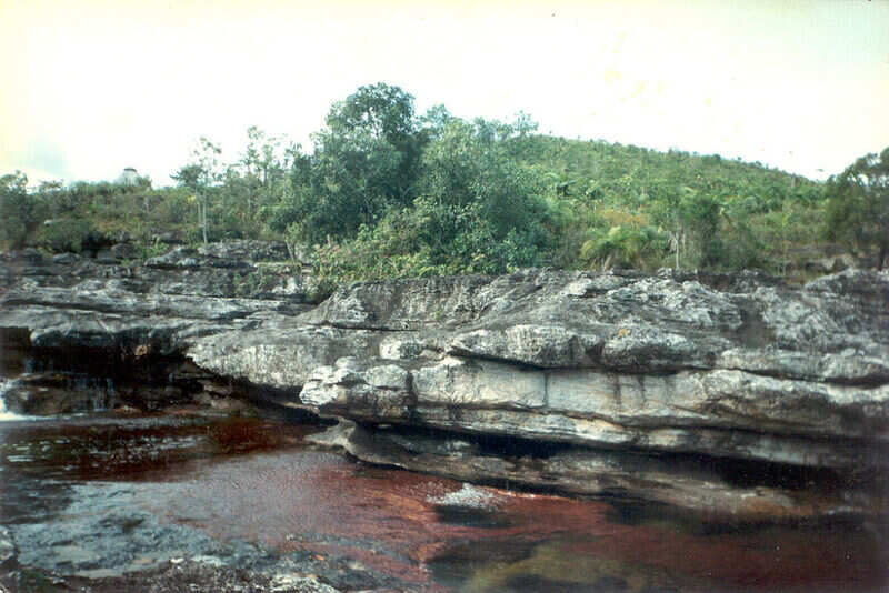 Cano cristales