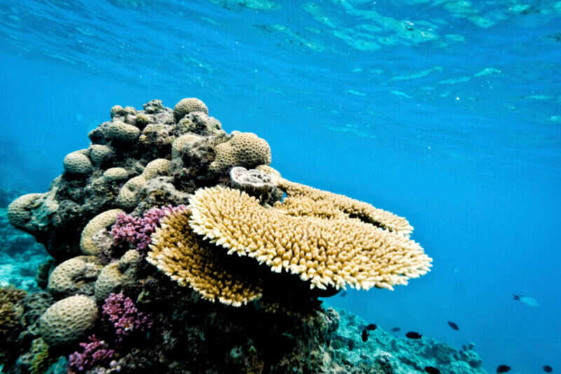 Great Barrier reef