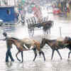 Article image for: See the latest photos of <i class="tbold">floods in kashmir</i>