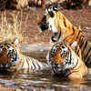 Article image for: Click here to see the latest images of <i class="tbold">ranthambore national park</i>