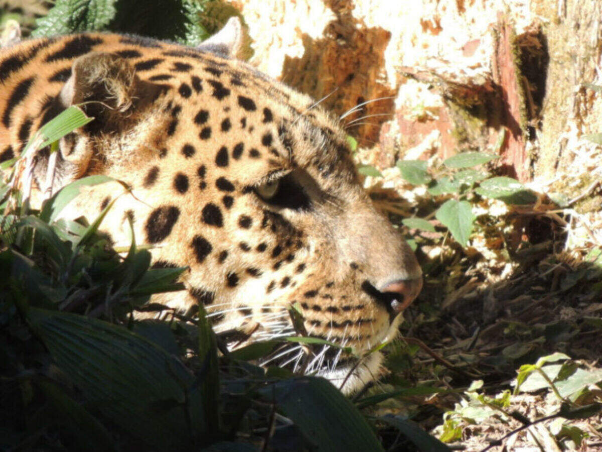 Himalayan Zoological Park, Gangtok - Times of India Travel Himalayan Zoological Park, Gangtok - Times of India Travel
