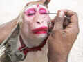 A man applies eye make up to his pet monkey Photogallery Times of India