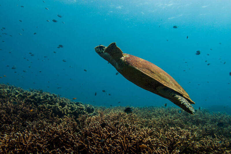 The rich marine life
