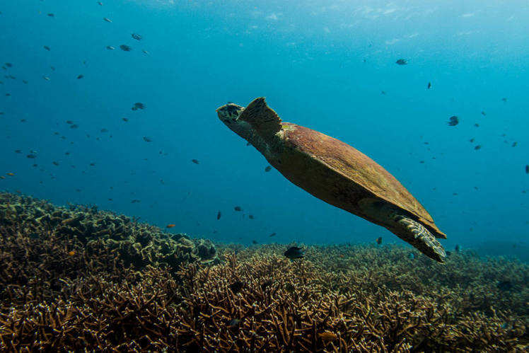the many reasons why sea turtles should be protected Simple steps to help protect sea turtles the beginning of a young turtle's life a self taught swimmer nps image by ryan fura simple things you can do to help. the many reasons why sea turtles should be protected Simple steps to help protect sea turtles the beginning of a young turtle's life a self taught swimmer nps image by ryan fura simple things you can do to help.