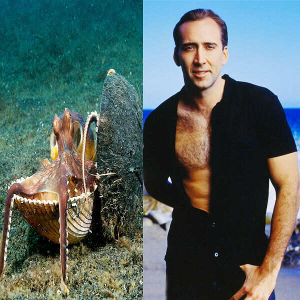 Nicolas Cage