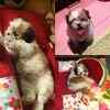 Tollywood celebs and their adorable pet dogs