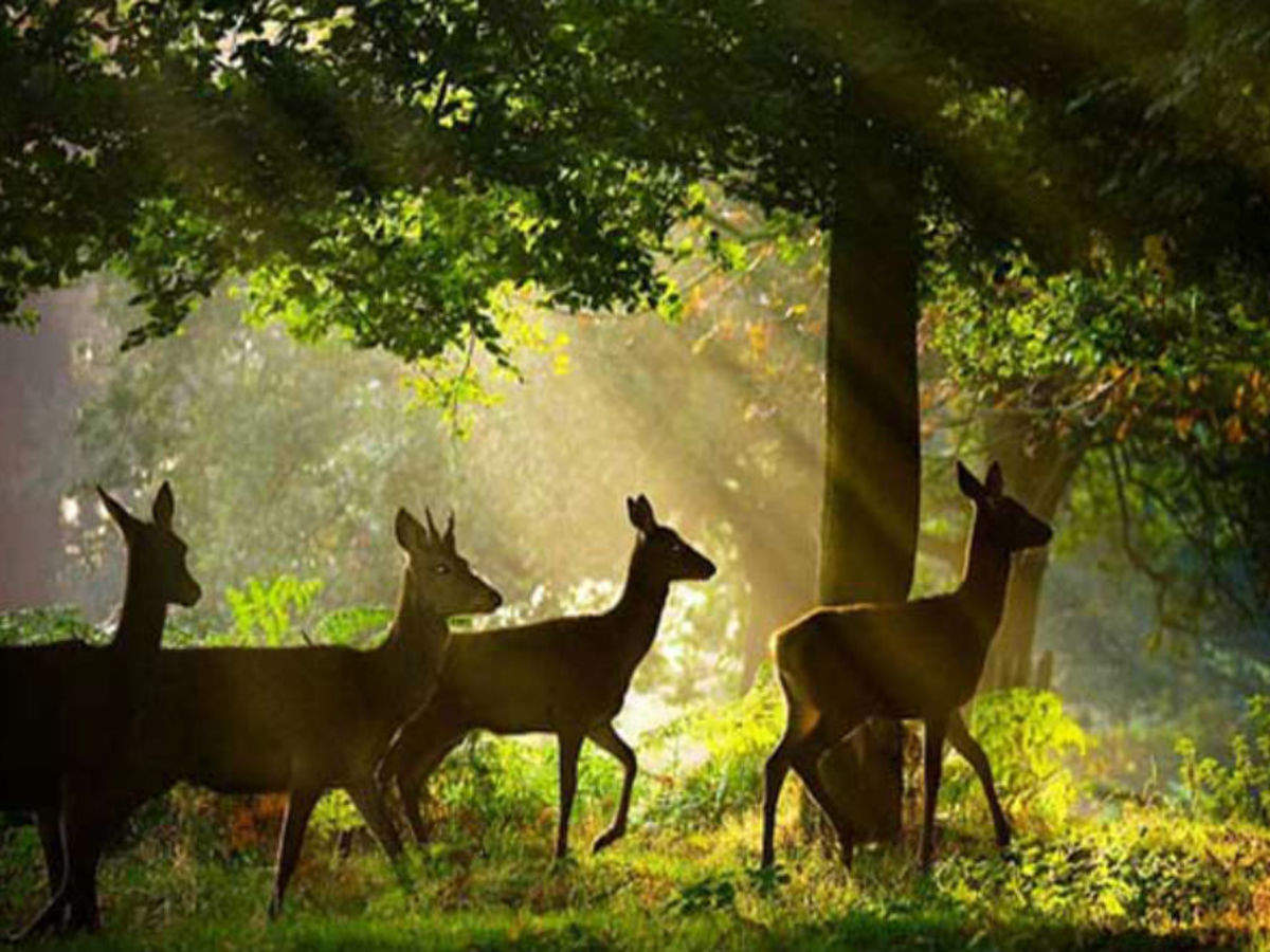 Top 10 Wildlife Sanctuaries In Odisha | Wildlife In Odisha | Times of India Travel Top 10 Wildlife Sanctuaries In Odisha | Wildlife In Odisha | Times of India Travel