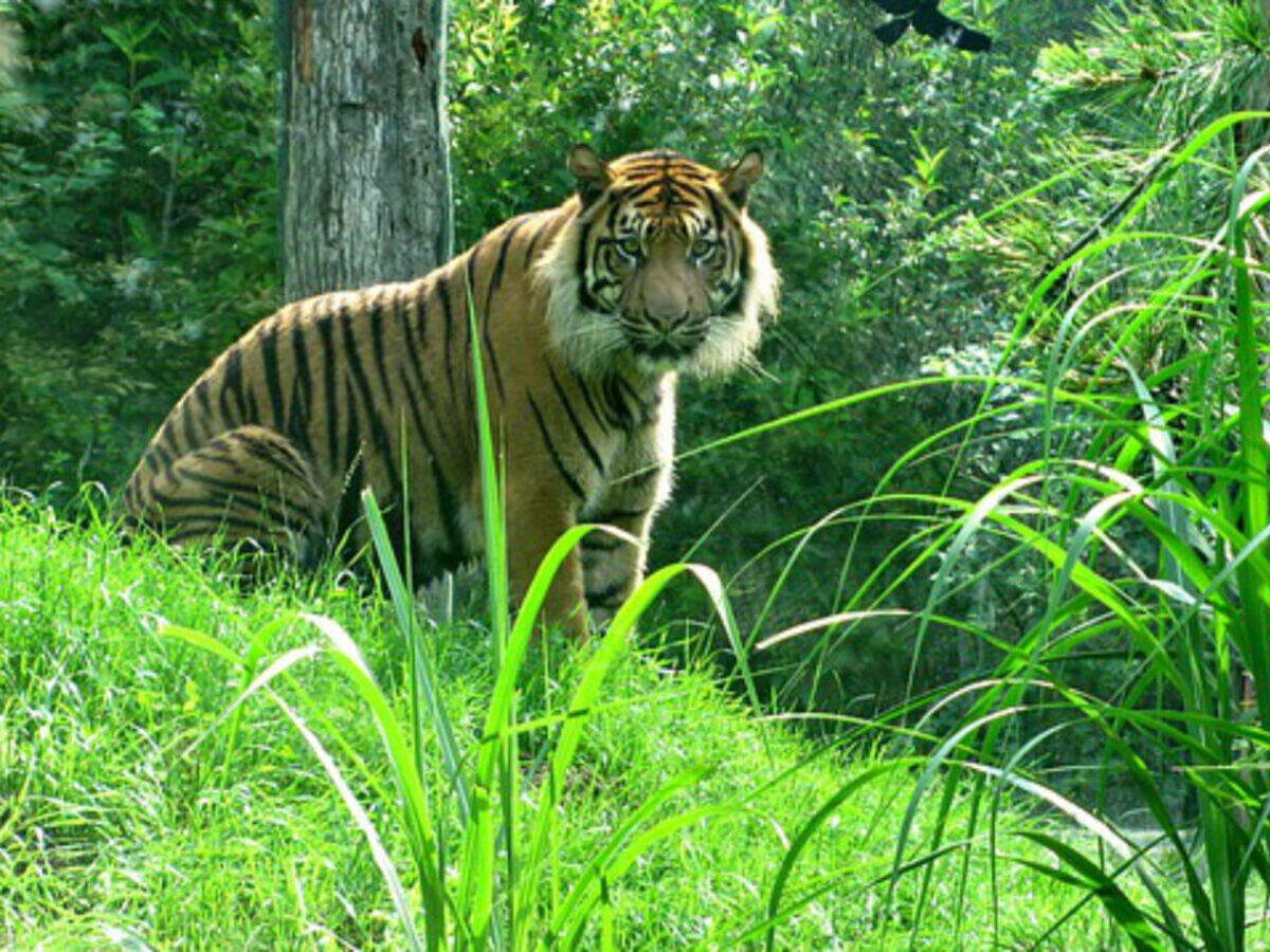 Tiger