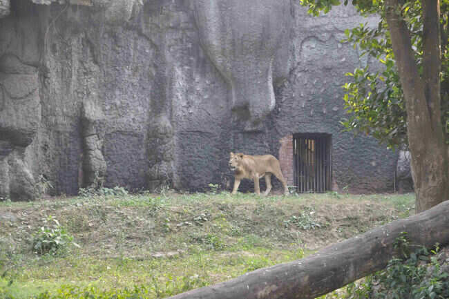 Birdwatching at the Alipore Zoological Gardens