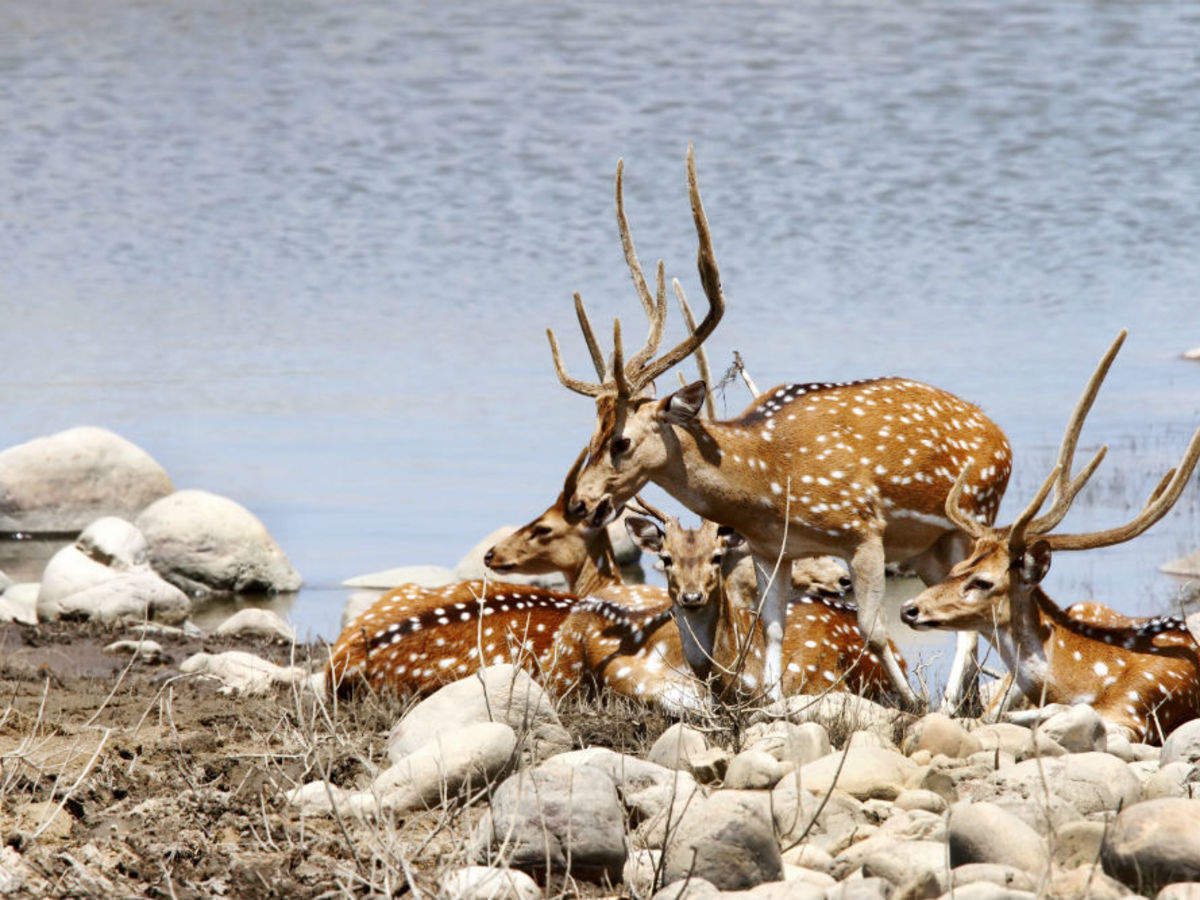 Jim Corbett National Park, Ramnagar - Times of India Travel