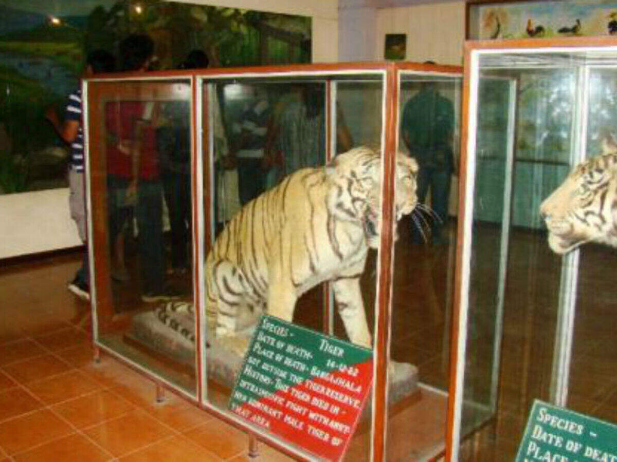 Corbett Museum, Kaladhungi - Times of India Travel Corbett Museum, Kaladhungi - Times of India Travel