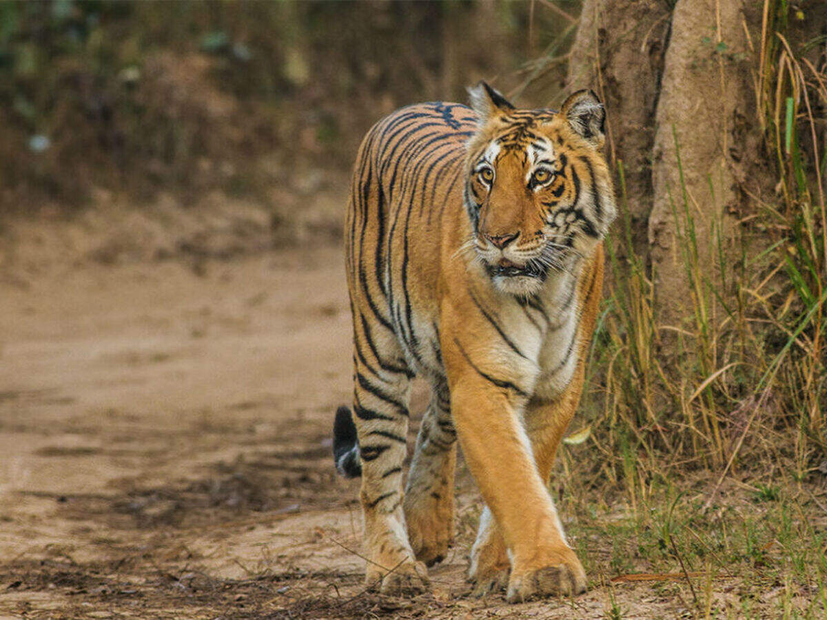 Chapramari Wildlife Sanctuary, Dooars - Times of India Travel Chapramari Wildlife Sanctuary, Dooars - Times of India Travel