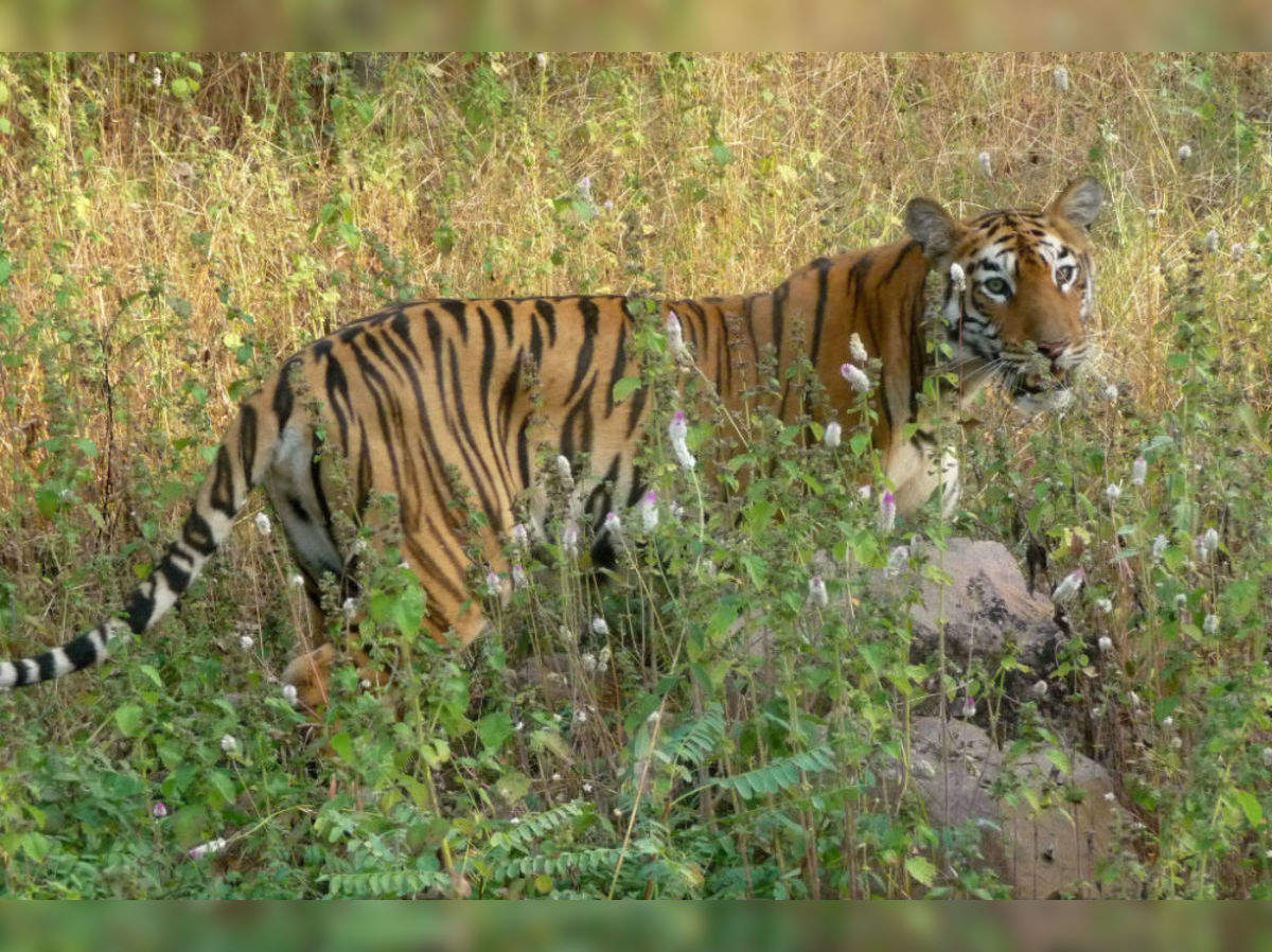 Chapramari Wildlife Sanctuary, Dooars - Times of India Travel