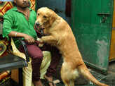 Happy pawfect friendship day celebration