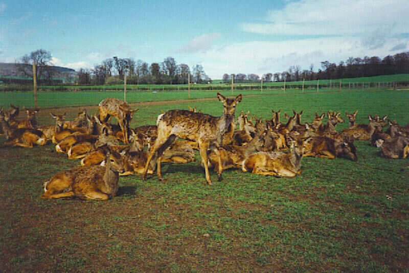 Scottish Deer Centre Cupar