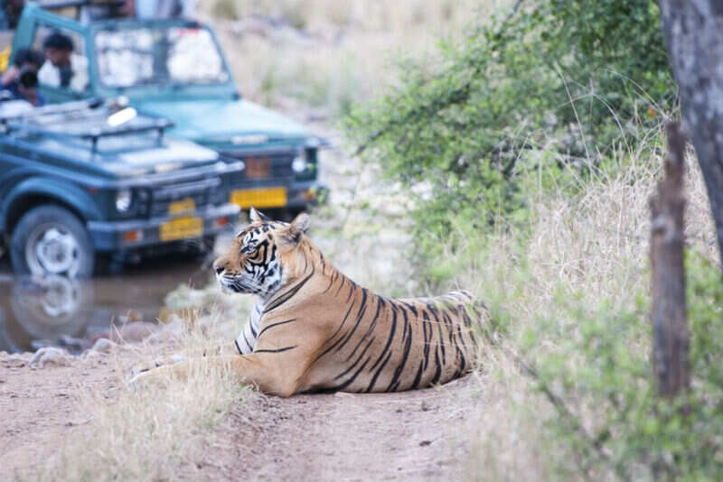 safari