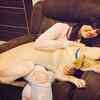 TV stars and their darling pets