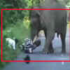 Article image for: On camera: <i class="tbold">elephant attack</i>s bikers in West Bengal