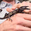 Article image for: French customs seize 115 live <i class="tbold">scorpions</i>