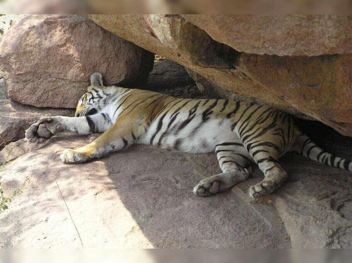 Jaipur Zoo, Jaipur - Times of India Travel