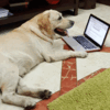TV stars and their darling pets