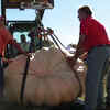 Article image for: Watch: How to grow a <i class="tbold">giant</i> pumpkin