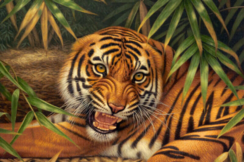 Bandhavgarh 2