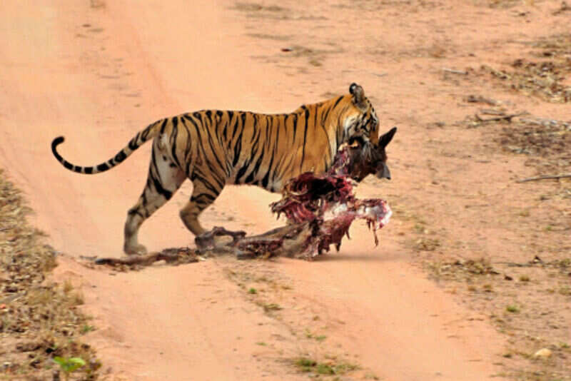 Bandhavgarh 5