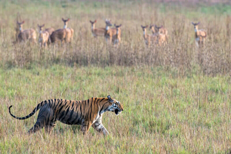 Bandhavgarh 10