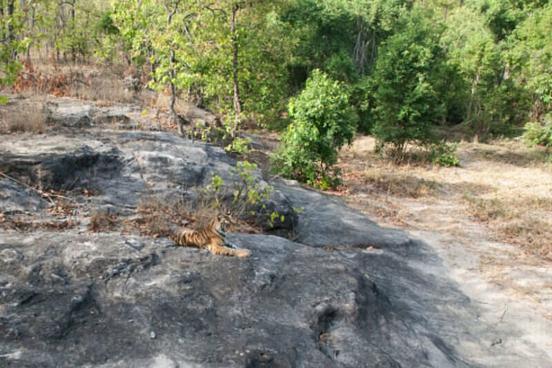 Bandhavgarh 11