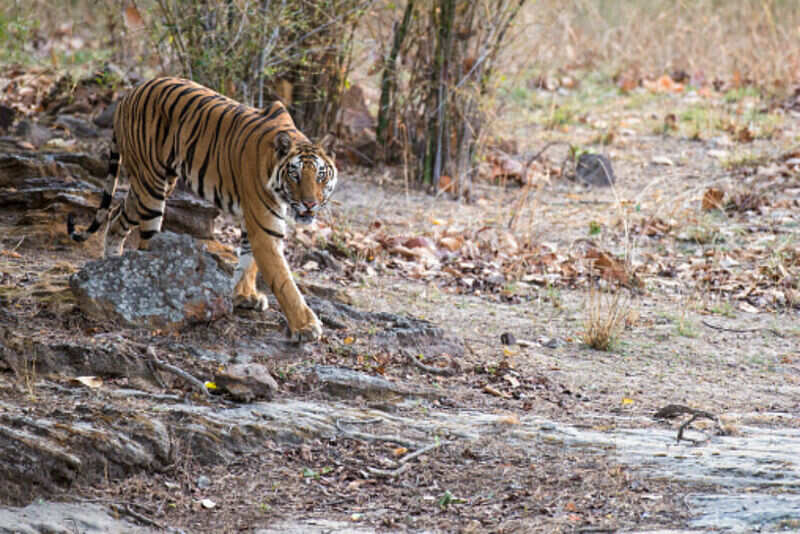 Bandhavgarh 13