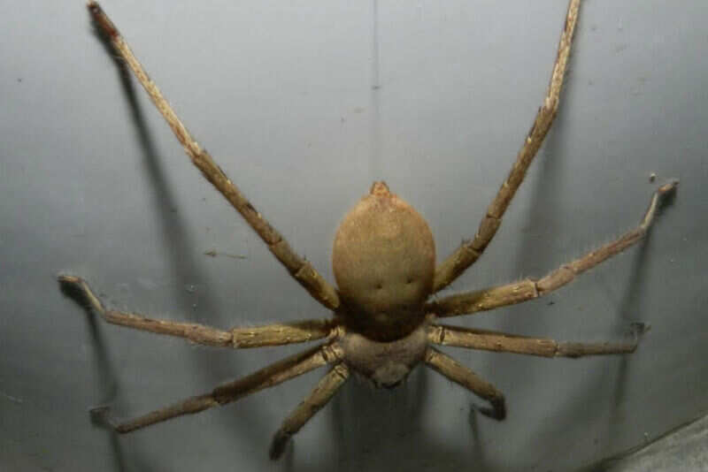 Spider