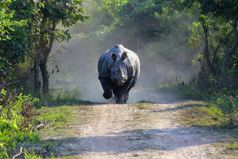 Rhino1