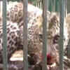 Article image for: Leopard captured from <i class="tbold">residential</i> area in Uttarakhand