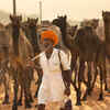 Article image for: Check out our latest images of <i class="tbold">Pushkar</i>