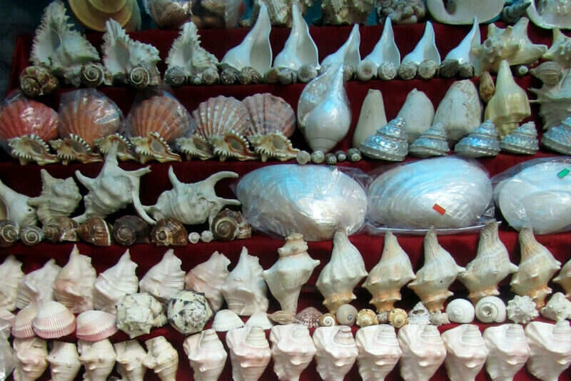Shells aplenty
