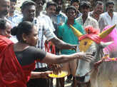 Centre allows bull-taming sport Jallikattu in Tamil Nadu