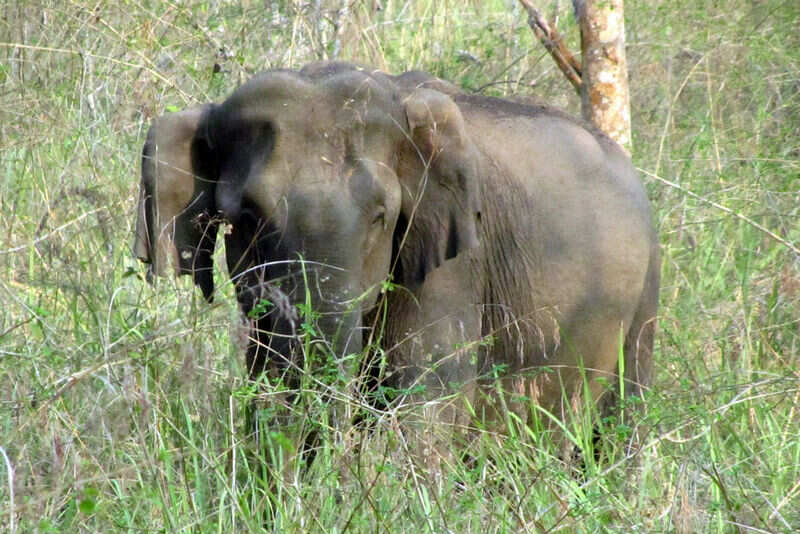WIld elephants seen grazing