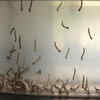 Article image for: <i class="tbold">zika virus</i>: A new global threat