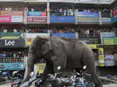 Elephant on a rampage in Siliguri