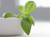 Basil: The subtle herb, full of antioxidants