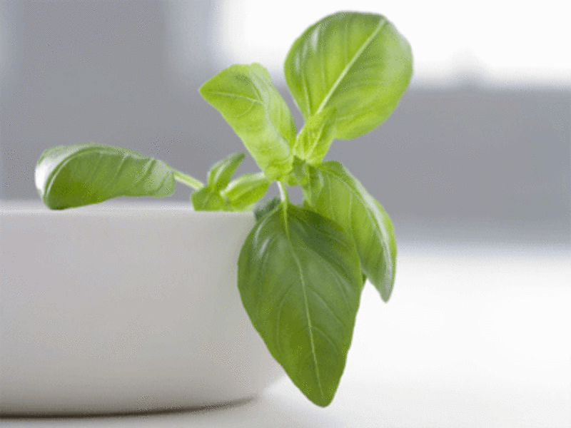 Basil The subtle herb full of antioxidants Food Recipes