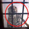 Article image for: Watch: Leopard caught from <i class="tbold">residential</i> area