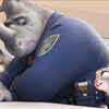 Article image for: Check out our latest images of <i class="tbold">zootopia</i>