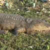 Article image for: Lucknow: Crocodile near Haidar Canal creates panic