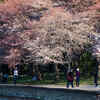 Article image for: Washington: Under cloudy skies <i class="tbold">cherry blossom</i>s peak