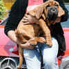 Article image for: In a first, <i class="tbold">korean</i> mastiff worth Rs 1 crore comes to India