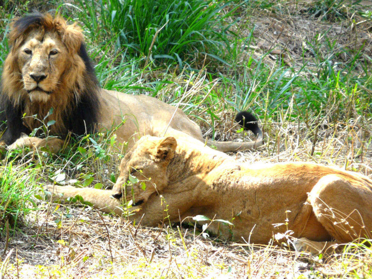 Bannerghatta National Park, Bangalore - Times of India Travel