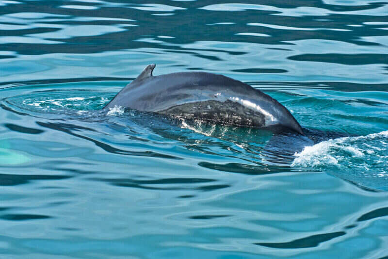 whale watching