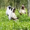 Article image for: West Bengal: Tea estate workers threaten to boycott polls